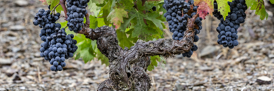 Old Vines, History and Tradition in Every Sip Familia Torres